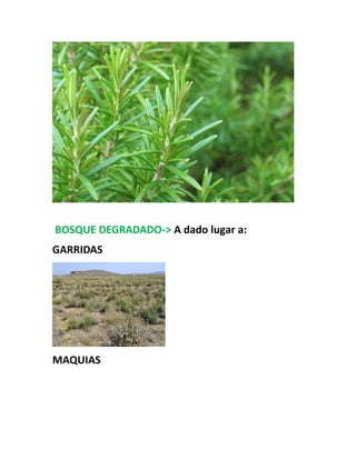 BOSQUE DEGRADADO-> A dado lugar a:
GARRIDAS
MAQUIAS
 