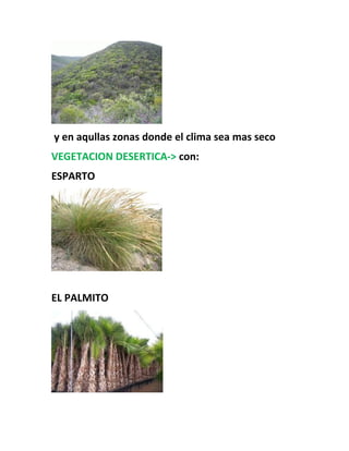 y en aqullas zonas donde el clima sea mas seco
VEGETACION DESERTICA-> con:
ESPARTO
EL PALMITO
 