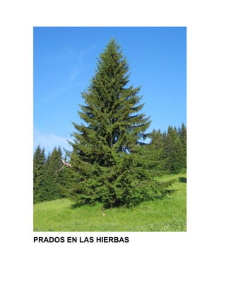 PRADOS EN LAS HIERBAS
 
