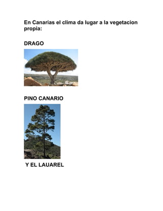 En Canarias el clima da lugar a la vegetacion
propia:
DRAGO
PINO CANARIO
Y EL LAUAREL
 
