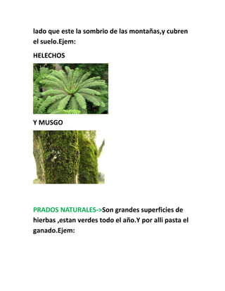 lado que este la sombrio de las montañas,y cubren
el suelo.Ejem:
HELECHOS
Y MUSGO
PRADOS NATURALES->Son grandes superficies de
hierbas ,estan verdes todo el año.Y por alli pasta el
ganado.Ejem:
 