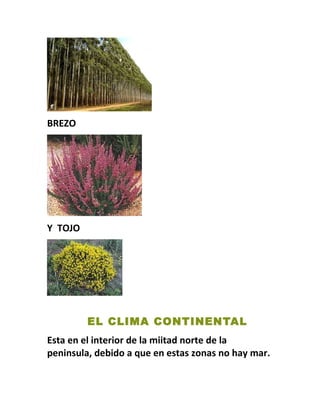 BREZO
Y TOJO
EL CLIMA CONTINENTAL
Esta en el interior de la miitad norte de la
peninsula, debido a que en estas zonas no hay mar.
 