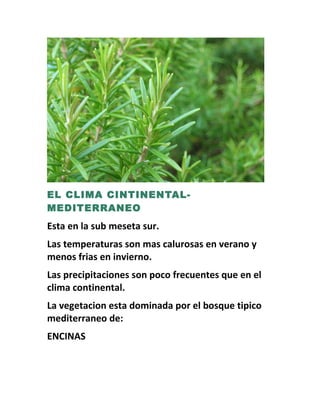 EL CLIMA CINTINENTAL-
MEDITERRANEO
Esta en la sub meseta sur.
Las temperaturas son mas calurosas en verano y
menos frias en invierno.
Las precipitaciones son poco frecuentes que en el
clima continental.
La vegetacion esta dominada por el bosque tipico
mediterraneo de:
ENCINAS
 