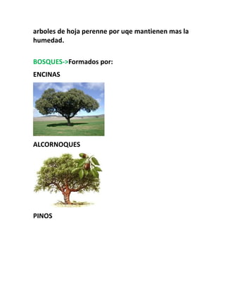 arboles de hoja perenne por uqe mantienen mas la
humedad.
BOSQUES->Formados por:
ENCINAS
ALCORNOQUES
PINOS
 