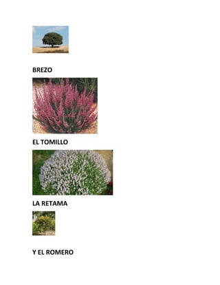 BREZO
EL TOMILLO
LA RETAMA
Y EL ROMERO
 