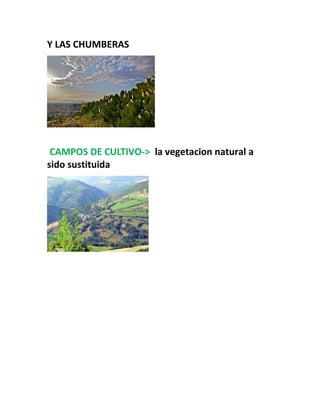 Y LAS CHUMBERAS
CAMPOS DE CULTIVO-> la vegetacion natural a
sido sustituida
 