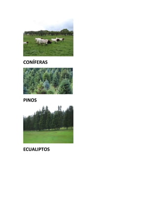 CONÍFERAS
PINOS
ECUALIPTOS
 