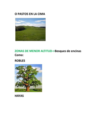 O PASTOS EN LA CIMA
ZONAS DE MENOR ALTITUD->Bosques de encinas
Como:
ROBLES
HAYAS
 