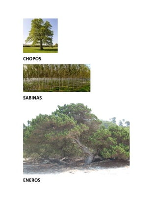 CHOPOS
SABINAS
ENEROS
 