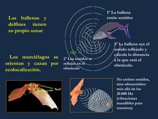 Las ballenas y delfines tienen su propio sonar Los murciélagos se orientan y cazan por ecolocalización. No emiten sonidos, sino ultrasonidos: más allá de los 20.000 Hz (vibraciones inaudibles para nosotros). 1º La ballena emite sonidos 2º Los sonidos se reflejan en el obstáculo 3º  La  ballena oye el sonido reflejado y calcula la distancia a la que está el obstáculo. 