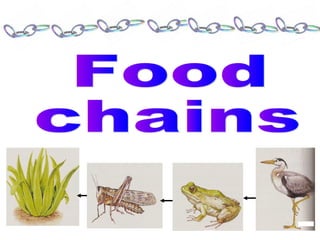 Tema 4 food chain