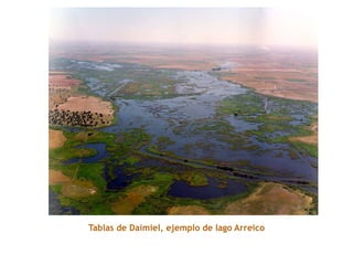Tablas de Daimiel, ejemplo de lago Arreico
 