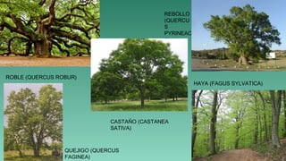 ROBLE (QUERCUS ROBUR)
HAYA (FAGUS SYLVATICA)
QUEJIGO (QUERCUS
FAGINEA)
REBOLLO
(QUERCU
S
PYRINEAC
A)
CASTAÑO (CASTANEA
SATIVA)
 