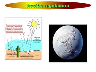 Acción reguladoraAcción reguladora
 