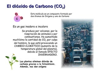 El dióxido de Carbono (COEl dióxido de Carbono (CO22))
Esta molécula es un compuesto formado por
dos átomos de Oxígeno y uno de Carbono
C O
O
Se produce por volcanes, por la
respiración de animales y por
combustiones. Ha aumentado
muchísimo la cantidad de CO2 por culpa
del hombre, lo que está provocando un
CAMBIO CLIMÁTICO (aumento de la
temperatura global del planeta),
debido al llamado EFECTO
INVERNADERO.
Es un gas inodoro e incoloro
Las plantas eliminan dióxido de
carbono gracias a la fotosíntesis.
Además, nos dan oxígeno
 