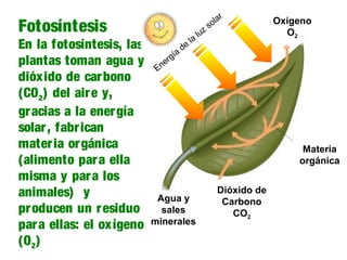 Fotosíntesis
En la fotosíntesis, las
plantas toman agua y
dióxido de carbono
(CO2) del aire y,
gracias a la energía
solar, fabrican
materia orgánica
(alimento para ella
misma y para los
animales) y
producen un residuo
para ellas: el oxígeno
(O2)
Oxígeno
O2
Agua y
sales
minerales
Dióxido de
Carbono
CO2
Materia
orgánica
Energía
de
la
luz
solar
 