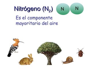 Nitrógeno (NNitrógeno (N22))
Es el componente
mayoritario del aire
N N
 