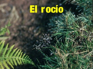 El rocío
 