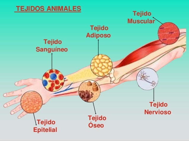 Resultado de imagen de TEJIDOS ANIMALES OSEO MUSCULAR SANGUINEO NERVIOSO ADIPOSO EPITELIAL