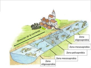 Zona
oligosaprobia
Zona mesosaprobia
Zona polisaprobia
Zona mesosaprobia

Zona
oligosaprobia

 