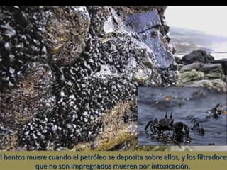 El bentos muere cuando el petróleo se deposita sobre ellos, y los filtradores
que no son impregnados mueren por intoxicación.

 