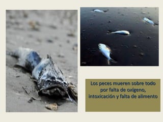 Los peces mueren sobre todo
por falta de oxígeno,
intoxicación y falta de alimento

 