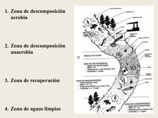 1. Zona de descomposición
aerobia

2. Zona de descomposición
anaerobia
11

3. Zona de recuperación

4. Zona de aguas limpias

 