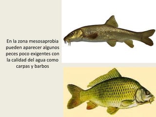 En la zona mesosaprobia
pueden aparecer algunos
peces poco exigentes con
la calidad del agua como
carpas y barbos

 
