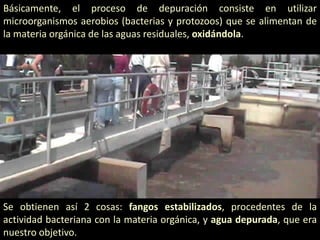 Básicamente, el proceso de depuración consiste en utilizar
microorganismos aerobios (bacterias y protozoos) que se alimentan de
la materia orgánica de las aguas residuales, oxidándola.

Se obtienen así 2 cosas: fangos estabilizados, procedentes de la
actividad bacteriana con la materia orgánica, y agua depurada, que era
nuestro objetivo.

 