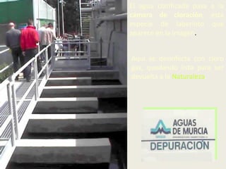 El agua clarificada pasa a la
cámara de cloración, esta
especie de laberinto que
aparece en la imagen.

Aquí se desinfecta con cloro
gas, quedando lista para ser
devuelta a la Naturaleza.

 