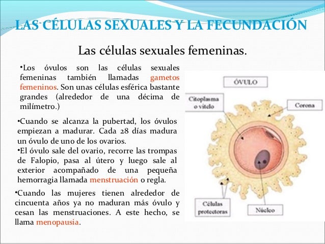 Cuál Es La Célula Sexual Femenina www.slideshare.net