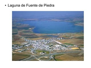 ●

Laguna de Fuente de Piedra

 