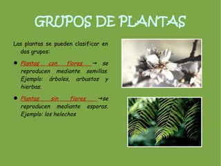 GRUPOS DE PLANTAS
Las plantas se pueden clasificar en
  dos grupos:

 Plantas   con  flores   se
  reproducen mediante semillas.
  Ejemplo: árboles, arbustos y
  hierbas.
 Plantas     sin    flores se
  reproducen mediante esporas.
  Ejemplo: los helechos
 