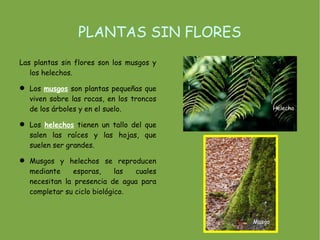 PLANTAS SIN FLORES
Las plantas sin flores son los musgos y
   los helechos.

 Los musgos son plantas pequeñas que
  viven sobre las rocas, en los troncos
  de los árboles y en el suelo.                   Helecho

 Los helechos tienen un tallo del que
  salen las raíces y las hojas, que
  suelen ser grandes.

 Musgos y helechos se reproducen
  mediante     esporas,     las cuales
  necesitan la presencia de agua para
  completar su ciclo biológico.



                                          Musgo
 