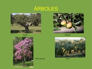 ÁRBOLES



Encina                    Manzano




         Árbol del amor    Olivo
 