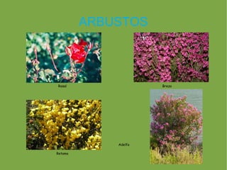 ARBUSTOS



Rosal                 Brezo




             Adelfa

Retama
 