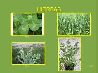HIERBAS



Trébol             Trigo




Cardo                      Perejil
 