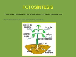 FOTOSÍNTESIS
   Para observar y entender el proceso de la fotosíntesis, pincha en el siguiente enlace:

http://www.primaria.librosvivos.net/archivosCMS/3/3/16/usuarios/103294/9/5EP_Cono_cas_ud4_186/frame_prim.swf
 