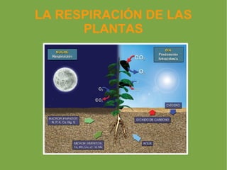 LA RESPIRACIÓN DE LAS
      PLANTAS
 