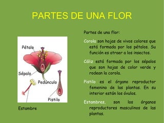 PARTES DE UNA FLOR
                         Partes de una flor:

                         Corola son hojas de vivos colores que
 Pétalo                    está formada por los pétalos. Su
                           función es atraer a los insectos.

                         Cáliz está formada por los sépalos
                            que son hojas de color verde y
Sépalo                      rodean la corola.

           Pedúnculo     Pistilo es el órgano reproductor
                            femenino de las plantas. En su
                            interior están los óvulos.
               Pistilo
                         Estambres,   son   los    órganos
Estambre                   reproductores masculinos de las
                           plantas.
 