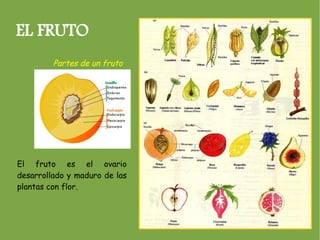 EL FRUTO
         Partes de un fruto




El fruto es el ovario
desarrollado y maduro de las
plantas con flor.
 