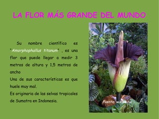 LA FLOR MÁS GRANDE DEL MUNDO


   Su     nombre     científico    es
“Amorphophallus titanum” , es una
flor que puede llegar a medir 3
metros de altura y 1,5 metros de
ancho
Una de sus características es que
huele muy mal.
Es originaria de las selvas tropicales
de Sumatra en Indonesia.                 Fuente: wikipedia
 