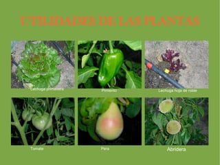 UTILIDADES DE LAS PLANTAS




 Lechuga primavera   Pimiento   Lechuga hoja de roble




 Tomate              Pera           Abridera
 