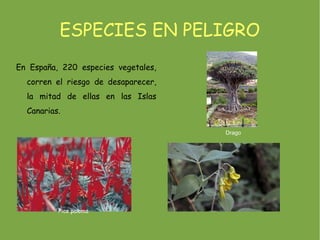 ESPECIES EN PELIGRO
En España, 220 especies vegetales,
  corren el riesgo de desaparecer,
  la mitad de ellas en las Islas
  Canarias.

                                     Drago




          Pico paloma
 