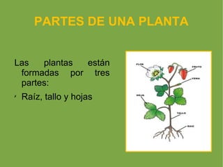 PARTES DE UNA PLANTA


Las   plantas están
 formadas por tres
 partes:
✗
    Raíz, tallo y hojas
 