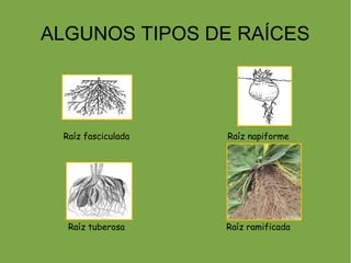 ALGUNOS TIPOS DE RAÍCES




 Raíz fasciculada   Raíz napiforme




  Raíz tuberosa     Raíz ramificada
 