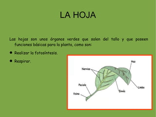 LA HOJA

Las hojas son unos órganos verdes que salen del tallo y que poseen
  funciones básicas para la planta, como son:

 Realizar la fotosíntesis.

 Respirar.
 