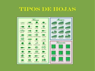 TIPOS DE HOJAS
 