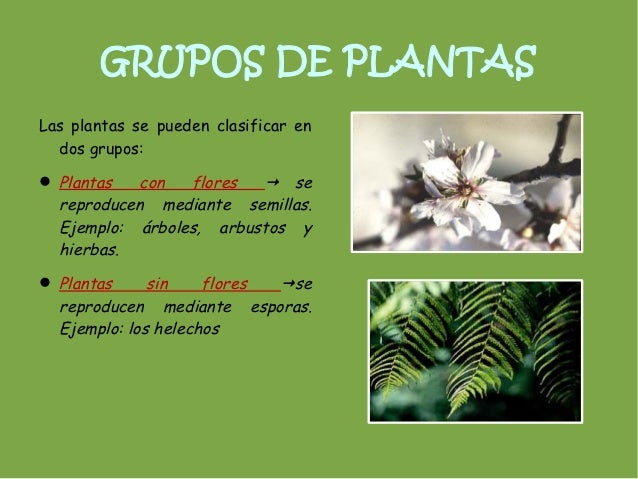 grupos de plantaslas plantas se pueden clasificar en dos grupos grupos de plantaslas plantas se pueden clasificar en dos grupos