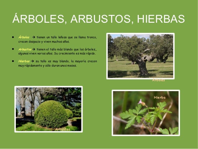 Tema 4 las plantas Tema 4 las plantas